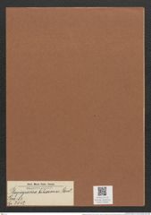 Plagiogramma biharense Pant. (de-Toni-Nr.: Genus 83, Species 2912) Zeichnungen Sammlung Grunow Mappe 03083 (Herbarium_W_Grunow_drawings_Folder_03083)